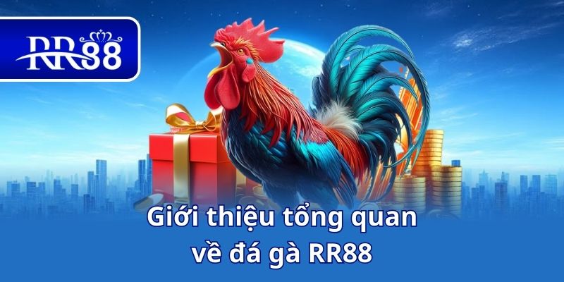 Giới thiệu tổng quan về đá gà RR88