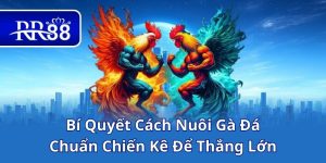 Bí Quyết Cách Nuôi Gà Đá Chuẩn Chiến Kê Để Thắng Lớn