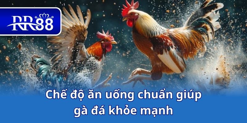 Chế độ ăn uống chuẩn giúp gà đá khỏe mạnh