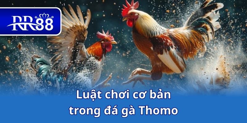Luật chơi cơ bản trong đá gà Thomo