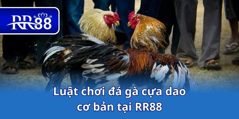 Luật chơi đá gà cựa dao cơ bản tại RR88