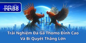 Trải Nghiệm Đá Gà Thomo Đỉnh Cao Và Bí Quyết Thắng Lớn